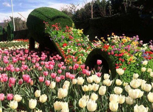 景區(qū)景觀五色草真植物雕塑批發(fā)價 四川雕塑廠專業(yè)定制